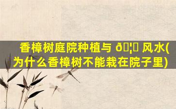 香樟树庭院种植与 🦋 风水(为什么香樟树不能栽在院子里)